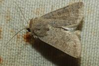 Hoplodrina ambigua