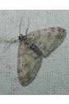 Lobophora halterata