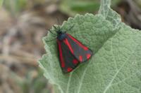 Tyria jacobaeae