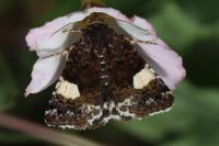 Tyta luctuosa