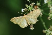 Idaea fuscovenosa