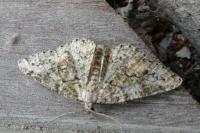 Cleorodes lichenaria