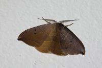 Watsonalla uncinula