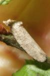 Cnephasia