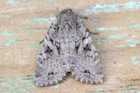 Fissipunctia ypsillon