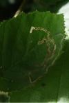 Stigmella microtheriella