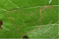 Stigmella microtheriella