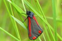 Tyria jacobaeae