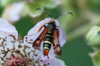 Pyropteron chrysidiforme