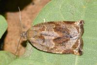 Archips crataegana