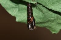 Archips crataegana