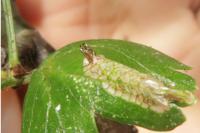 Phyllonorycter oxyacanthae
