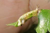 Phyllonorycter oxyacanthae