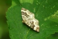 Epirrhoe alternata