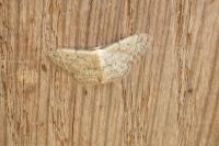 Idaea seriata