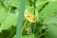 Camptogramma bilineata