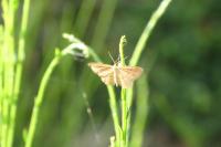 Idaea ochrata