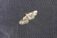 Eupithecia pulchellata