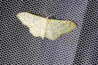 Idaea aversata