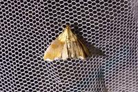 Agrotera nemoralis