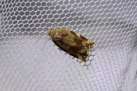 Archips xylosteana