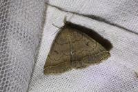 Zanclognatha lunalis