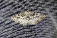 Alcis repandata