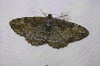 Alcis repandata