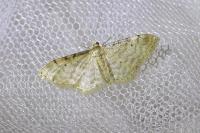 Idaea fuscovenosa