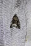 Deltote pygarga