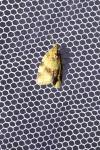 Epagoge grotiana