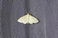 Idaea biselata