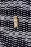 Acrobasis repandana
