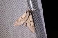 Hyloicus maurorum/pinastri