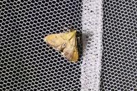 Endotricha flammealis