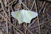 Ourapteryx sambucaria