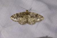 Parectropis similaria