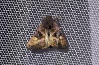 Euplexia lucipara