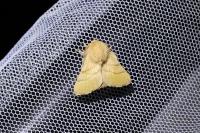 Malacosoma neustria