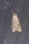 Pachycnemia hippocastanaria