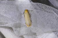Katha depressa