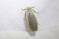 Collita griseola