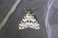 Lymantria monacha