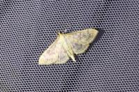Patania ruralis