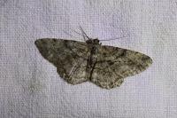 Peribatodes rhomboidaria