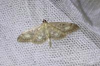 Anania lancealis