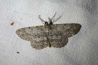 Hypomecis punctinalis