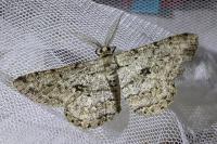 Hypomecis roboraria