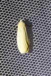 Wittia sororcula