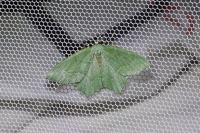 Hemithea aestivaria